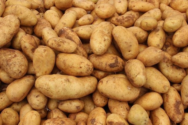 ANSA | 95% din loturile de cartofi care vin în Republica Moldova sunt infestate cu o bacterie