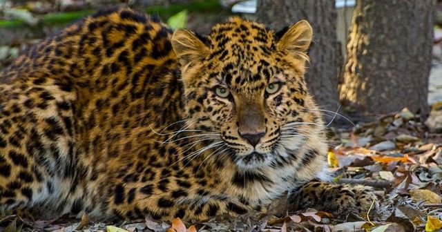 Fiatal leopárddal bővült a vadaspark