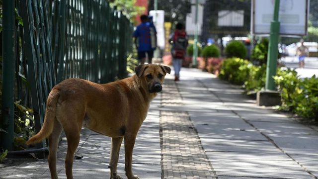 Supreme Court Nudges States, UTs Over Stray Dogs Menaces, Says, India Shown In Bad Light