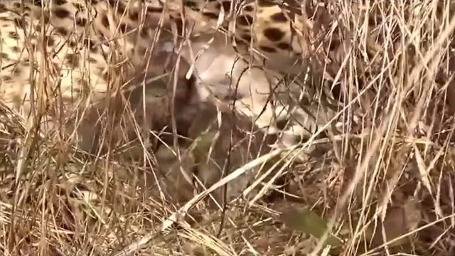 Three cubs born to Namibian cheetah at Kuno National Park