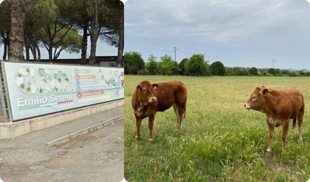 Raid all'istituto agrario, 2 mucche uccise a frecciate