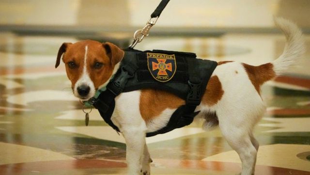 Patron, câinele care găsește bombe, decorat de președintele Zelenski