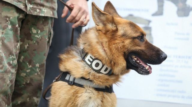 Armata germană antrenează câini care să detecteze persoanele infectate cu noul coronavirus