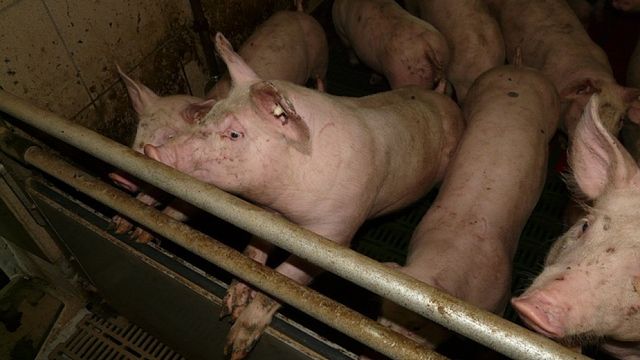 След 1 септември изплащат обезщетенията за доброволно заклани прасета