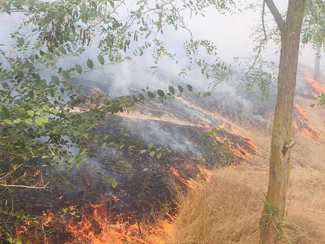 Incendiu puternic în Delta Dunării: 10 hectare de vegetație uscată, mistuite de flăcări