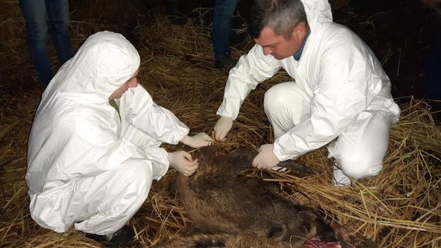 Focar de pestă porcină în „Pădurea Domnească”, la o săptămână după ce Guvernul a permis vânatul