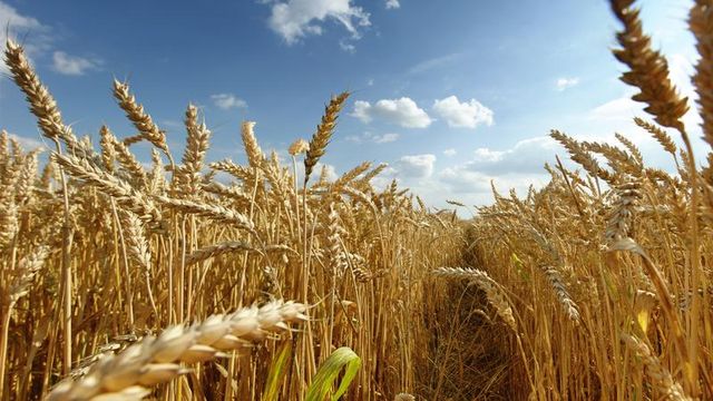 Ministerul Agriculturii prognozează în acest an o recoltă de grâu de până la 600 mii de tone