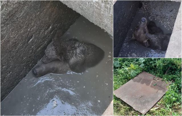 Ursoaică și puiul ei, salvați după ce au căzut într-o fosă septică din Sinaia. Și-a ținut puiul pe creștet pentru a-l proteja