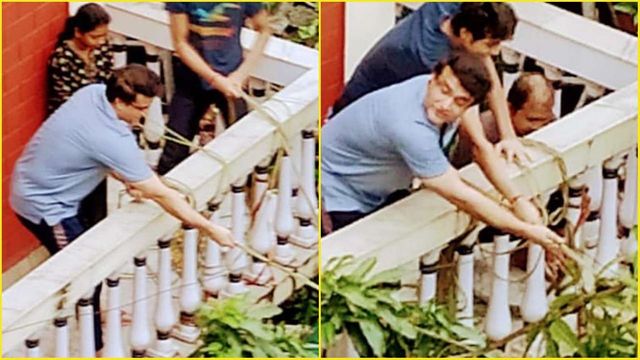 Sourav Ganguly saves mango tree at home which got uprooted due to Cyclone Amphan