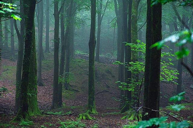 Cea mai veche pădure din lume a fost descoperită în sud-vestul Angliei
