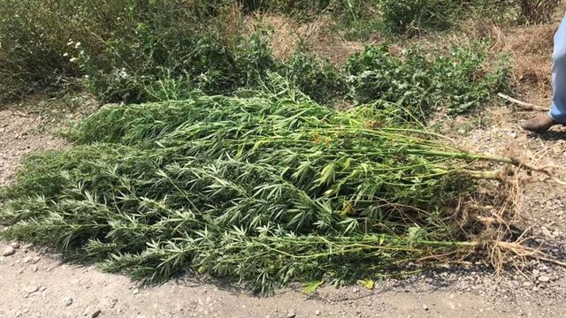 Plante de cannabis scunse intr-un lan de porumb, au fost depistate in comuna Trușeni