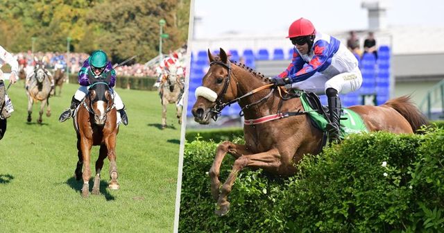Seznamte se s největšími favority Velké pardubické: Obhájce, lazar i lesklý Ir