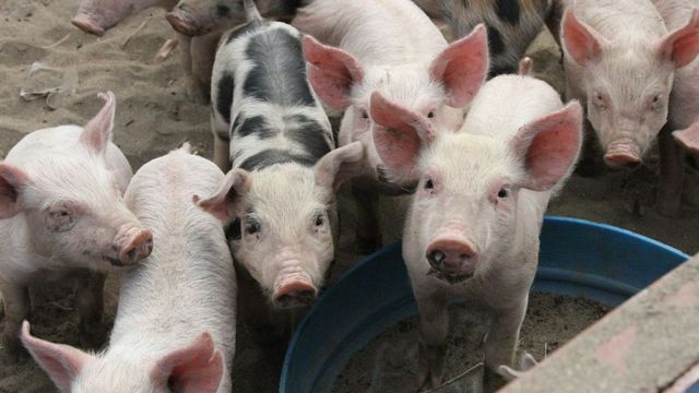 В Китае обнаружили новый штамм свиного гриппа