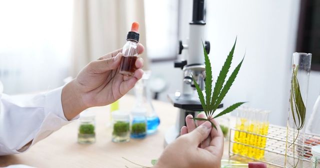 LONU ha riconosciuto ufficialmente le proprietà medicinali della cannabis