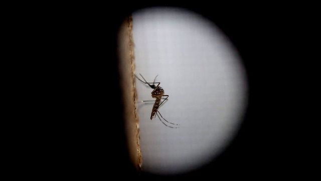 Magyar kutatók modellezték a Zika-láz terjedését
