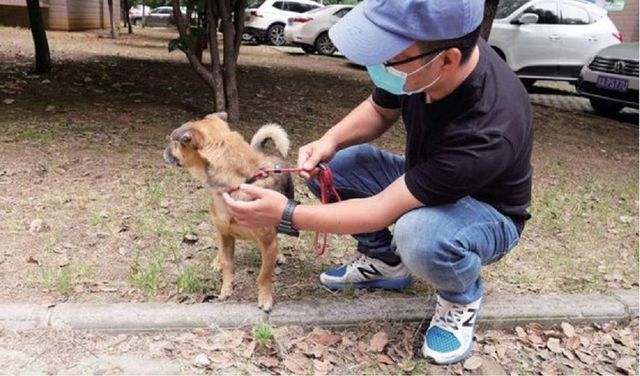 Un câine și-a așteptat trei luni, în holul spitalului, stăpânul răpus de coronavirus