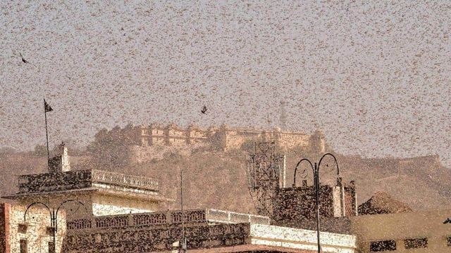 As Big as Paris & Eating Capacity Similar to Half of France, Early Arrival of Locust Swarms Makes India Tremble