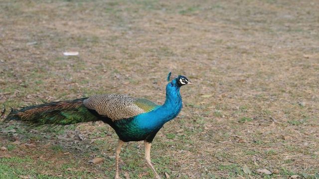 20 peacocks found dead in Tumakuru district, probe on
