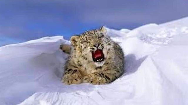 1st Scientific Exercise Finds 718 Snow Leopards In India, Highest In Ladakh