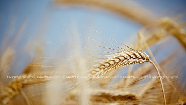 Ajutorul financiar din partea Federației Ruse va fi acordat agricultorilor afectați de secetă