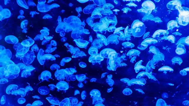 La centrale nucleare di Gravelines in Francia bloccata dalle meduse