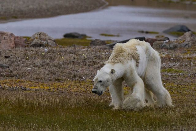 Reducerea gheții arctice forțează urșii polari să consume de patru ori mai multă energie pentru a supraviețui - studiu