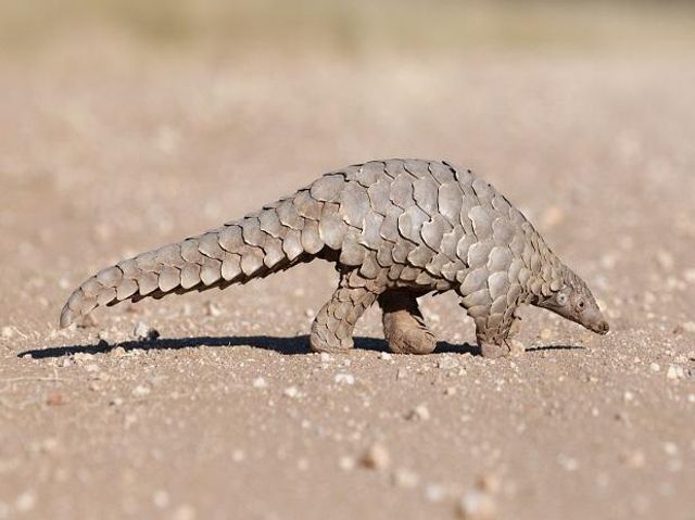 Suspected of hosting coronavirus, pangolins get highest protection in China