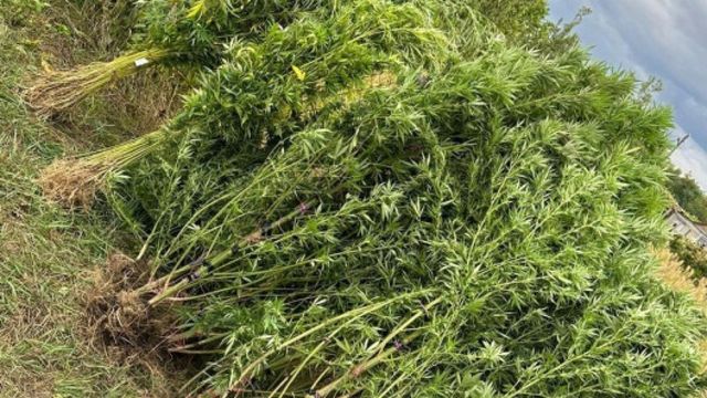 Captură de cânepă de circa 1,5 milioane de lei în raionul Drochia