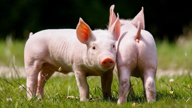Африканская чума свиней захватила Комрат