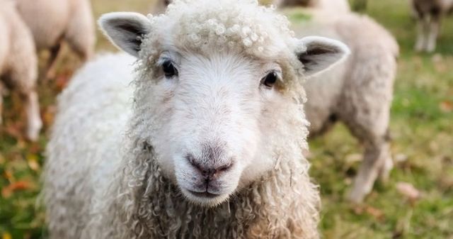 România poate exporta carne de oaie și ovine către Iran