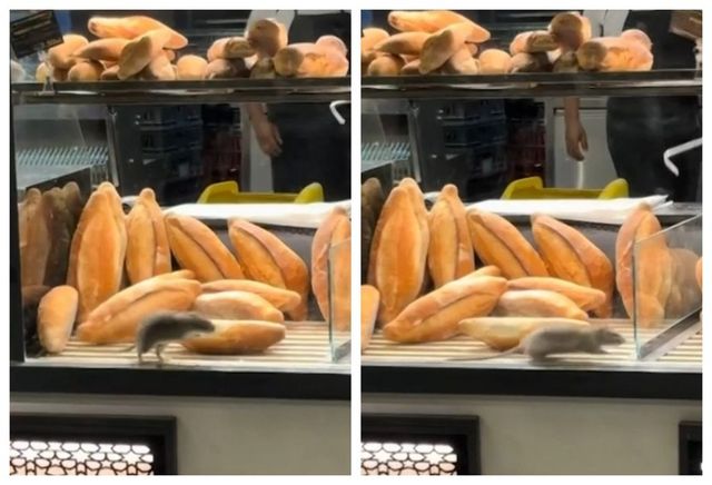 Scene șocante într-o brutărie din București! Un șobolan, surprins printre produsele din vitrină