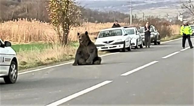 Urs lăsat să agonizeze pe șosea