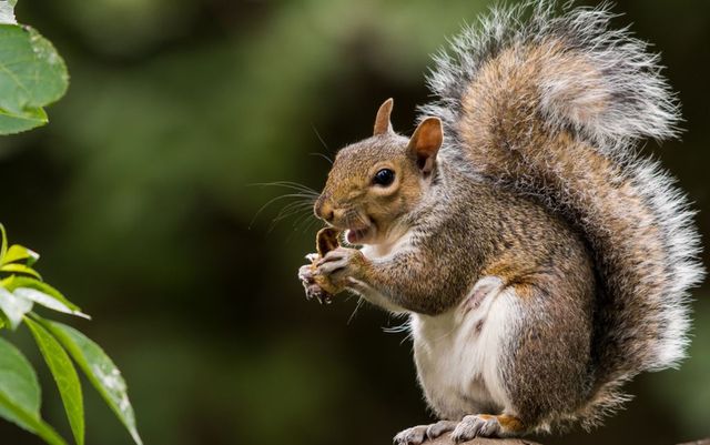 Alertă în Statele Unite după ce o veveriță a fost testată pozitiv pentru ciuma bubonică