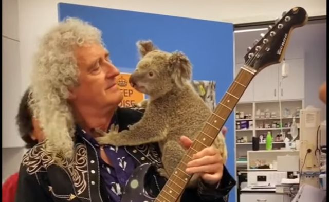 Brian May, concert pentru un ursuleț koala salvat din incendiile din Australia