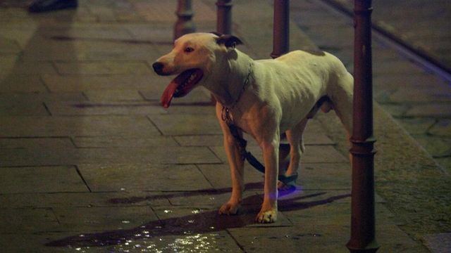 Stacca a morsi l’orecchio di un uomo che non gli ha fatto accarezzare il cane