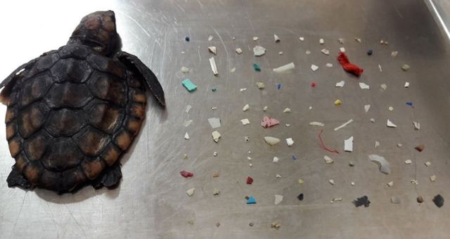 Heartbreaking Pic Shows Dead Baby Turtle With 104 Plastic Pieces It Ate