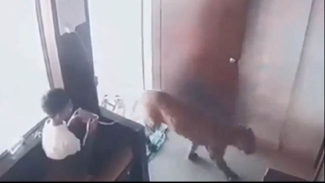 12-year-old Maharashtra boy locks leopard in a room, viral video will shock you