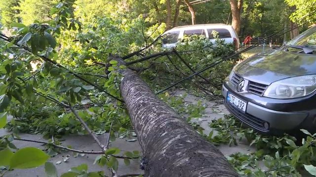 Un copac căzut a avariat două mașini în sectorul Rîșcani