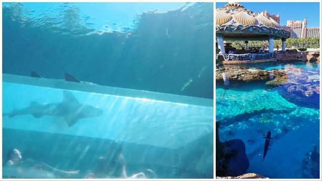 Bambino di 10 anni morso da uno squalo in una piscina di un resort di lusso delle Bahamas