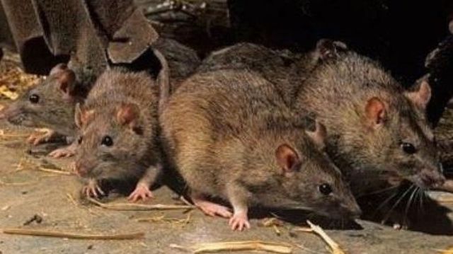Londra | Carantina a generat o invazie a șobolanilor