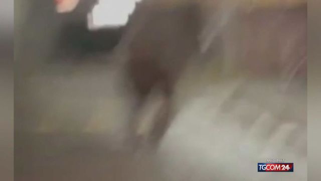 Trentino, orso a spasso nel centro storico di Malé