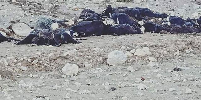 300 Himalayan Yaks Die of Starvation in Sikkim