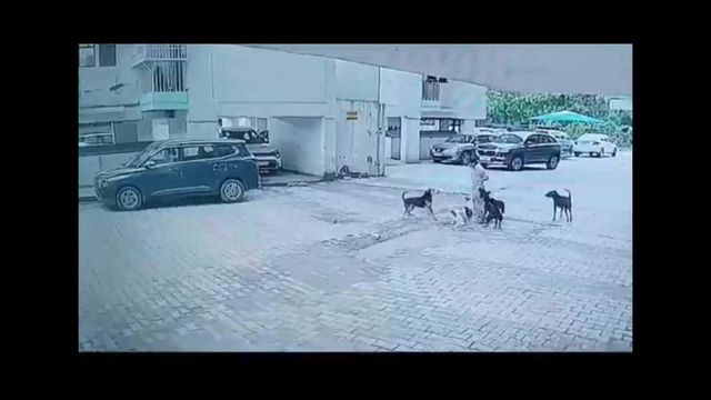 Minor Girl Attacked By Stray Dogs In Ghaziabad Society, Injured