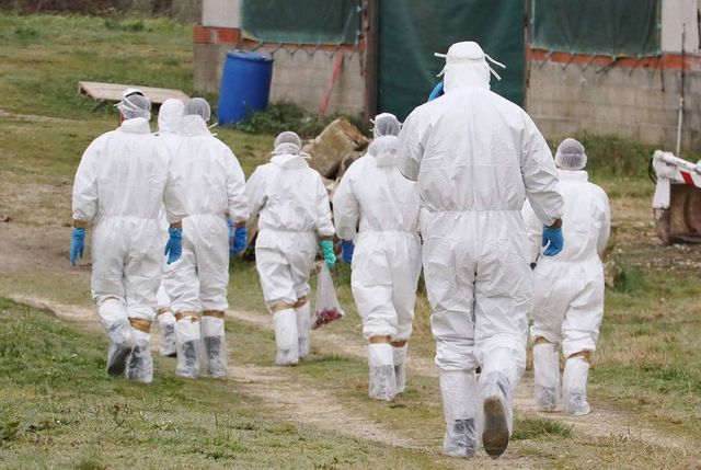 Gripă aviară, descoperită într-o fermă din România