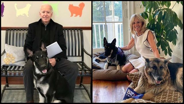Dogs return to White House! Meet the future first dogs of America, Champ and Major Biden