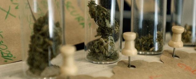 Cassazione: è reato il commercio dei prodotti derivati dalla cannabis light