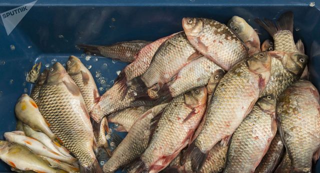 Несколько видов рыбы в Молдове находятся под угрозой исчезновения, - экологи