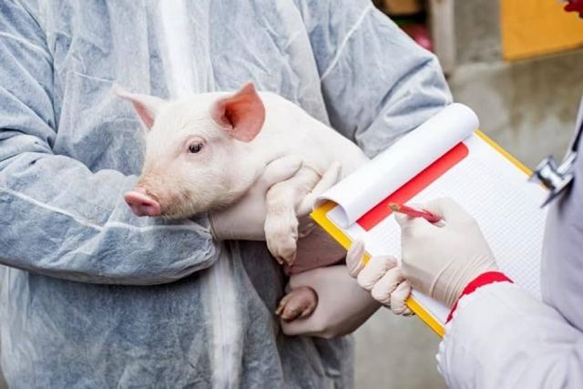 Un nou focar de pestă porcină africană, depistat în raionul Cahul