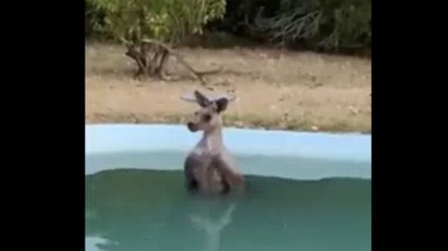 Un cangur epuizat, observat răcorindu-se într-o piscină dintr-o zonă amenințată de incendii în Australia