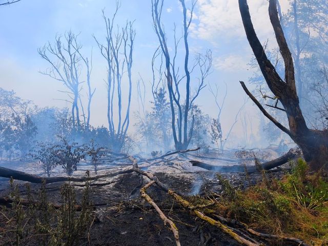 Incendiu de vegetație uscată și miriște la granița cu Bulgaria